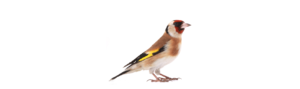 Goldfinch, the state bird of Iowa