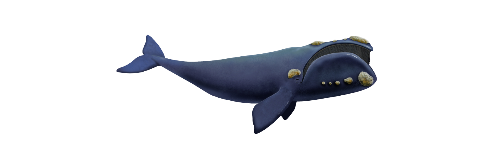 The Right Whale, state marine mammal of Massachusetts