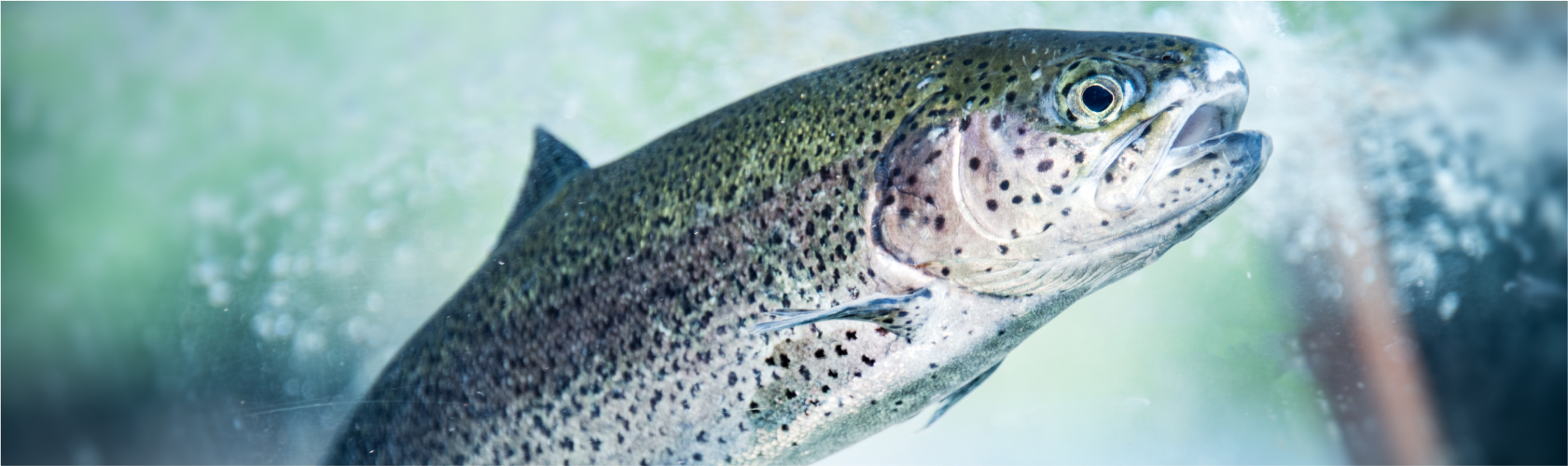 Lahontan Trout, the state fish of Nevada