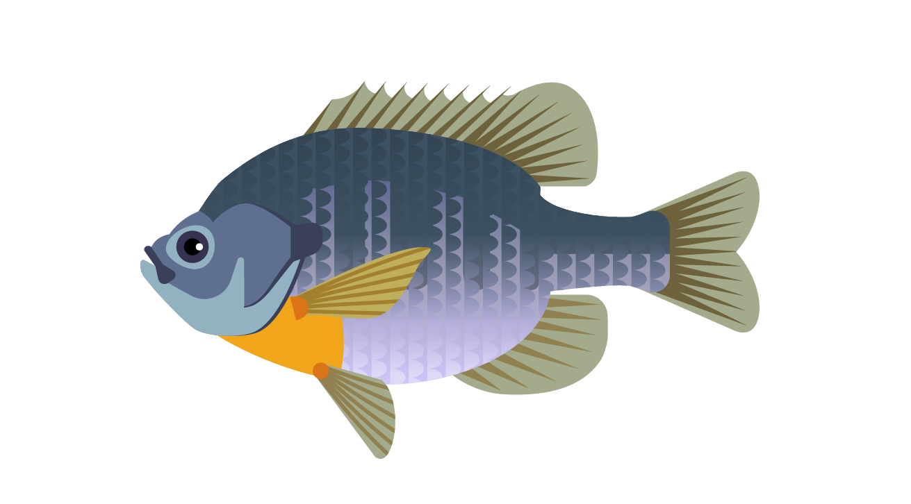 Illustration of Bluegill fish, the state fish of Illinois