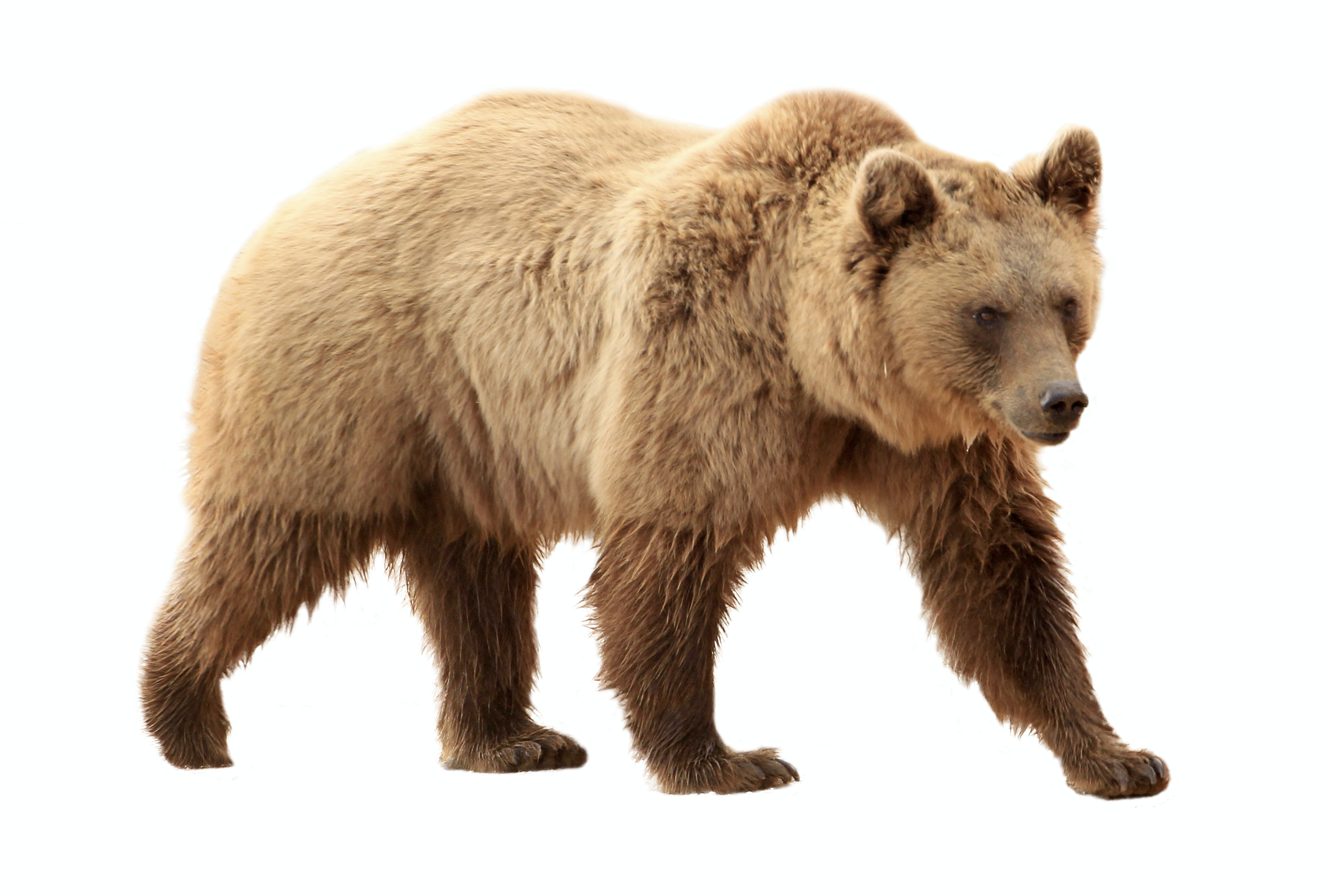The Grizzly Bear, the California state land mammal